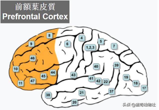 金丝猴图片:人在自然界属于捕猎者，但为什么会对血腥的场景感到恶心和恐惧？