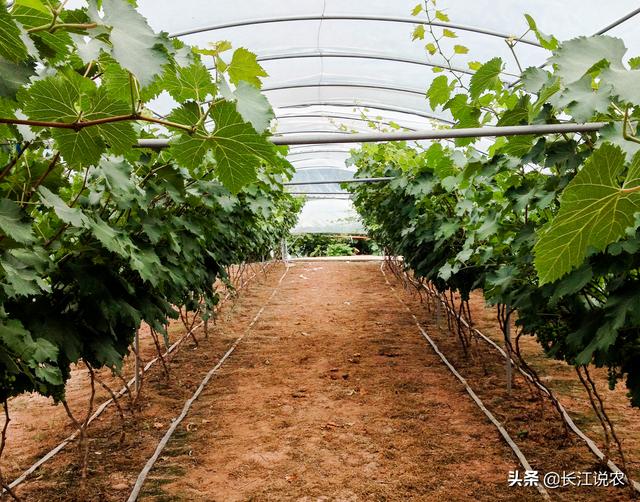 葡萄种植技术大全:葡萄怎么种植效果好 葡萄树怎么管理可以高产？