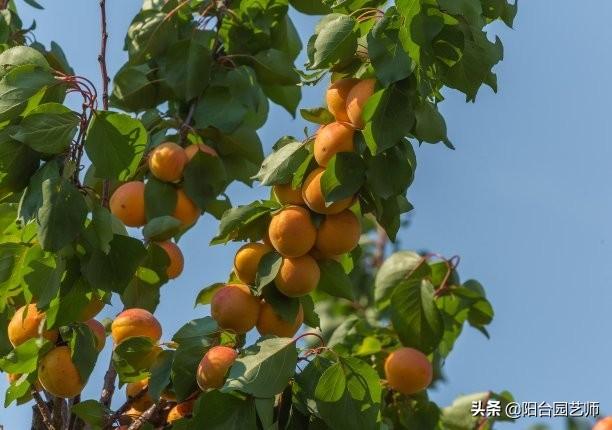 恭喜金帅缘犬舍:边牧和二哈哪个大，养哪个呢？