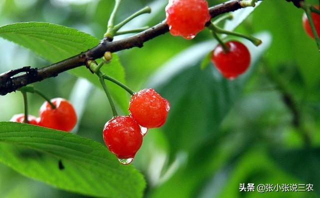 蒂塔万提斯:各位大佬，rg海盗和托鲁基斯ew哪个好
