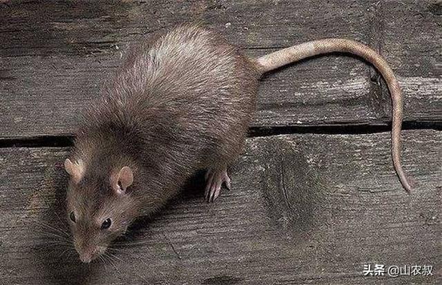 世界上最可怕的老鼠图片
