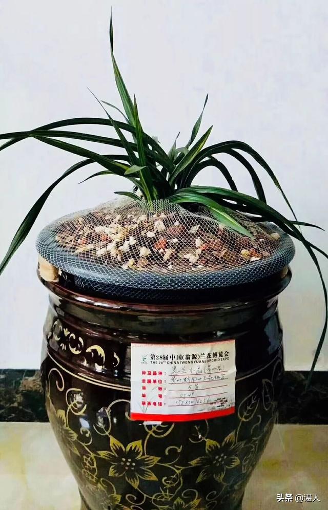 火焰兰多少钱一棵:一百万一苗的天价兰花真的有人买吗？