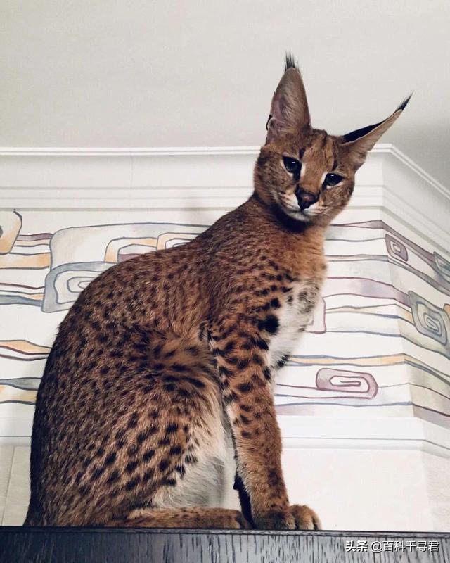 狞猫和薮猫谁厉害?