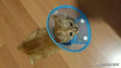 布偶猫图片:布偶猫尾巴有猫藓可以剃吗？