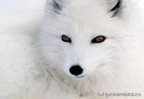 董卿被狐狸狗催眠假的:挑战不可能中一个女孩催眠一只叫小撒的狗？