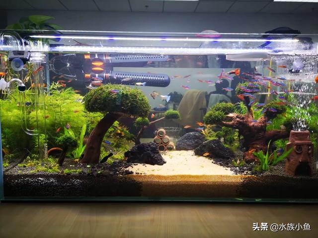 水族冷水机:养鱼过程要如何才能保持鱼缸中的水质良好？