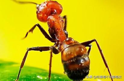 有什么灭蚂蚁的方法:家有突然出现一些蚂蚁、红蚂蚁，怎么消灭？