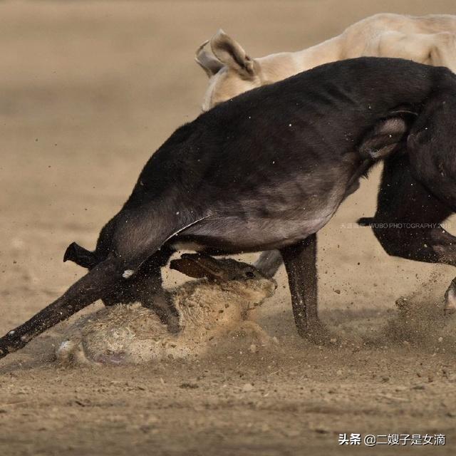 实拍细狗撵兔子:细狗撵兔子视频 细狗跑着跑着死了是什么原因？