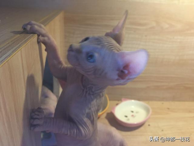 怎么判断自己家猫品种:怎么看猫咪是流浪猫还是家养猫？