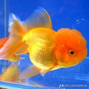 头条问答 有多少人喜欢传统金鱼 7个回答