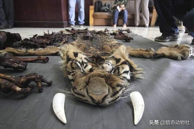 东北虎的资料卡片:大兴安岭森林中有老虎吗？