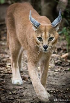 帕拉斯猫视频:猫咪受到惊吓，该怎么办？ 帕拉斯猫图片