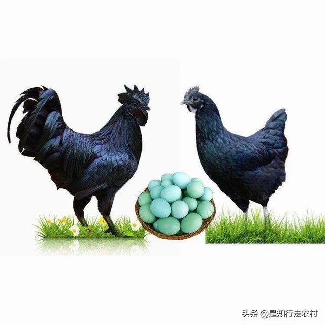 生绿壳蛋的鸡是什么品种鸡