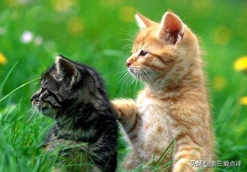 索马里猫为什么难饲养:为什么很多人领养猫的时候都不要成年猫？