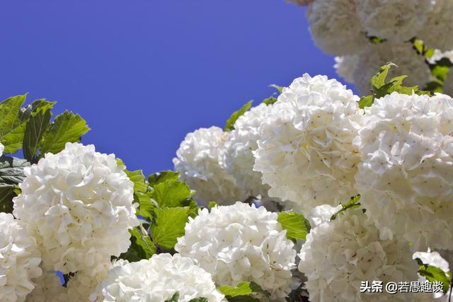 老顽童爷爷赵克明:我弟是上门女婿，弟媳家爷爷去世。女方家让我弟抱遗像合适吗？