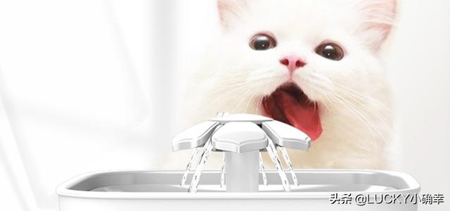 自动洗狗机:猫友们，推荐猫咪自动饮水机吗？
