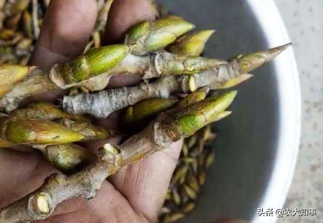 枫香树叶提取物:钓鱼用的小药是用什么东西做的？
