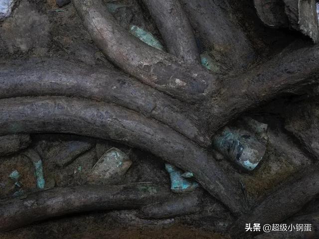 三星堆里的100多根象牙是从哪来的？