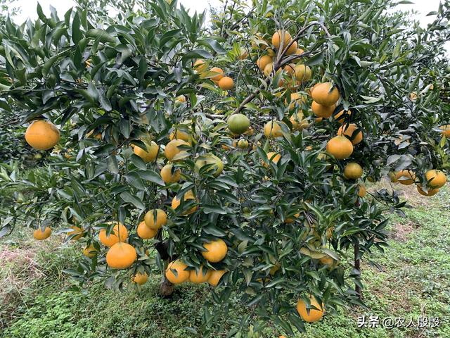 各位：四川南充要种植300万亩晚熟柑橘，成熟后是怎样的产值？