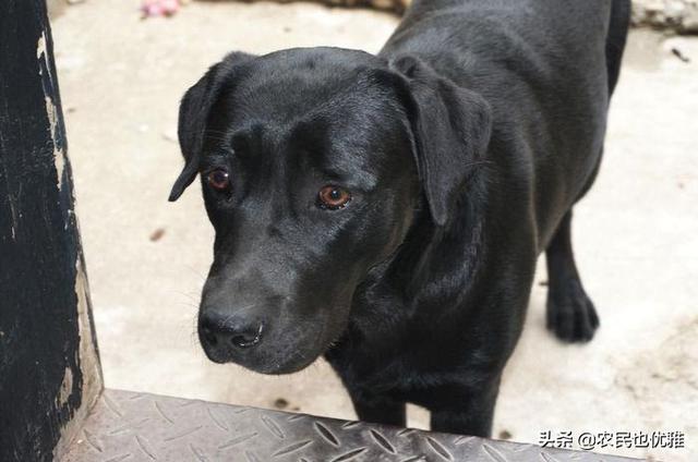 狗的象征意义是什么:有些人讲“狗来猫走，必定要有”，这个话具体是什么意思？