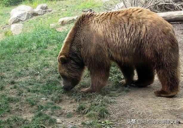 陆地上最大的猫科动物:五大猫科动物、五大犬科动物和五大熊科动物分别都有谁？