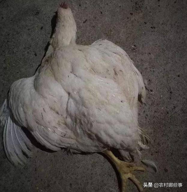 鸡缺乏维生素b2的症状:鸡群中出现瘫痪鸡应怎样应对？