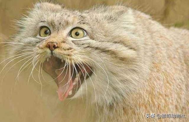 天使猫图片:猫猫不吃人是不是因为体型限制了它？