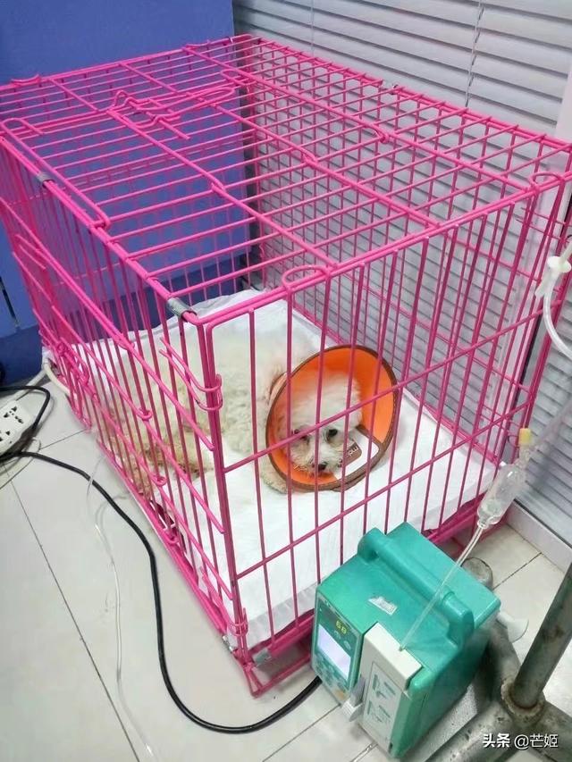 惠比特犬体味重吗:狗狗不会流汗，为什么还有那么重的体味？怎么减轻身上的体味？