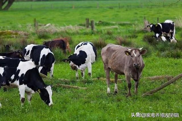 养殖场牛用b超多少钱:本人农村户口，想养殖一些牛，羊。请问一下会有那些补贴？