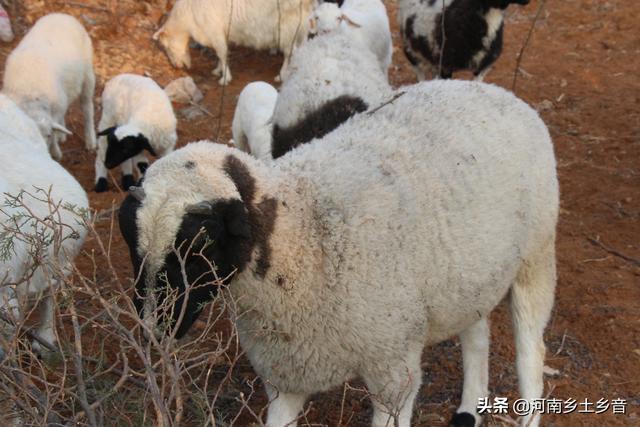 纯种巨型公羊兔:在农村养殖什么最稳，成本低又能赚钱？