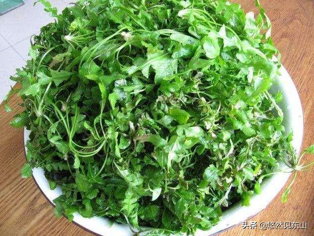在农村立冬前后,你们那里还能挖到野菜吃吗？