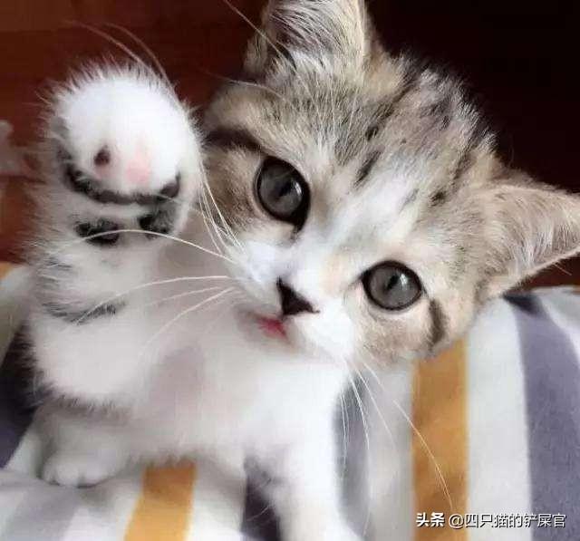 欧洲短毛猫:英国短毛猫好养吗？养它应该注意什么？ 欧洲短毛猫和狸花猫的区别