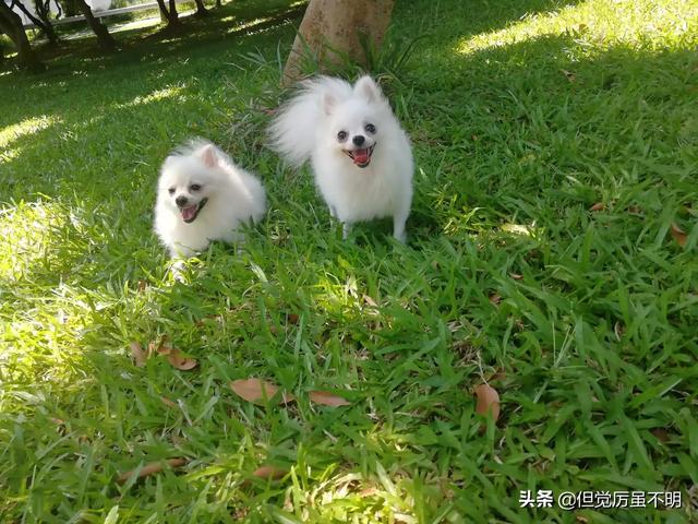 纯种博美犬好养吗:头条里有家里养着博美的吗？需要详细了解下，博美好养嘛？