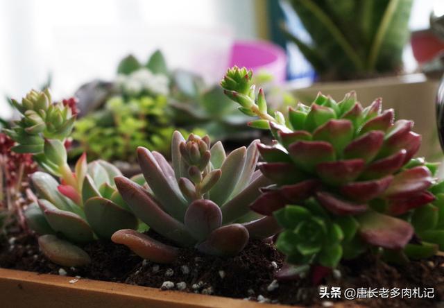 多肉仙人球怎么浇水:养在一个盆子里的多种多肉，怎样视情况分别浇水？