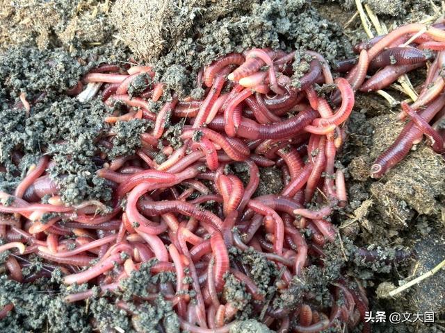 养红鱼图片大全:淡水红鱼图片大全 家里养红鲫鱼的技巧？我是新手？