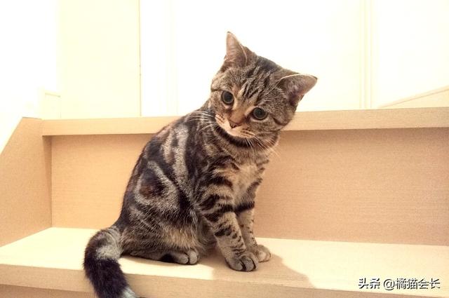 猫咪恨主人的十种表现打猫的后果严重:什么样的人一定要远离，尽量不要来往？