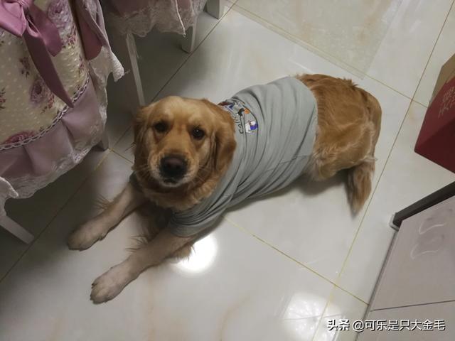 小金毛眼睛往上睁好像:金毛犬很在乎你的话，会有什么表现？