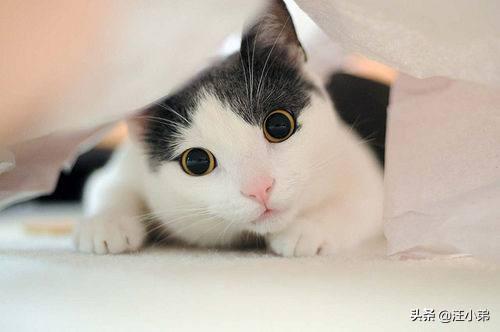 猫咪不乖的作品请:猫咪不乖的全部小说有哪些 我养了一只猫，它很不乖，很凶，我能放弃它吗？