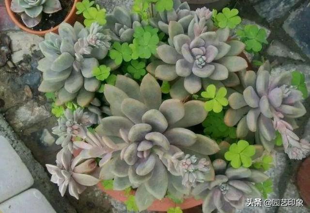 狗茎蝴蝶结插:蝴蝶犬毛发打结、枯燥，怎么办？