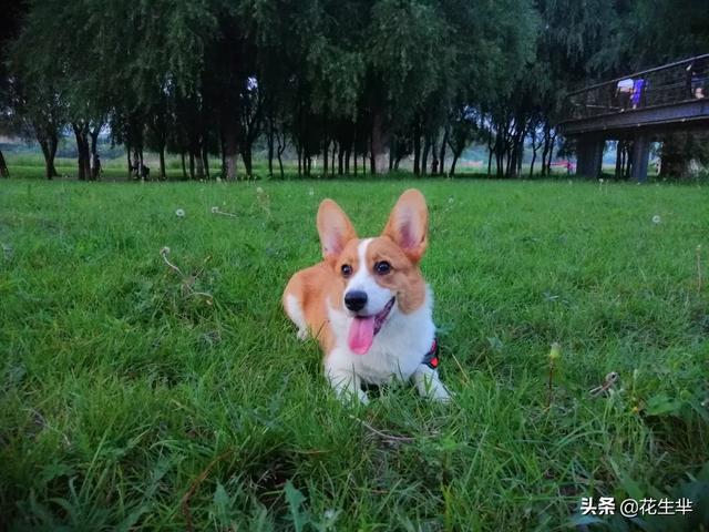 夏天给狗狗剃毛降温有用吗:夏天给狗狗剃毛降温有用吗蚂蚁 夏天夏天悄悄来临，狗狗该如何护理？