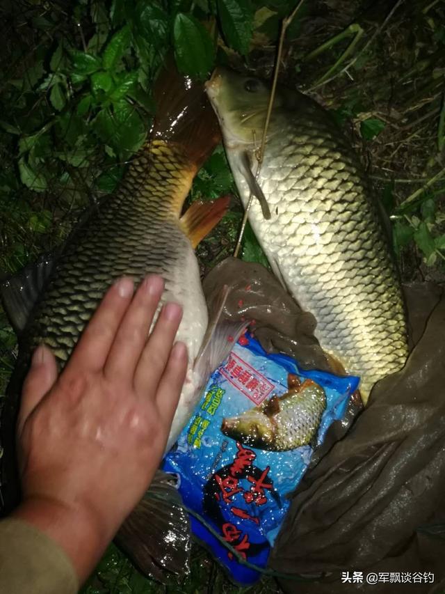 哪里可以买到软骨鲫鱼:什么叫软骨鲫 有没有适合武汉地区鱼类的好用的钓鱼小药推荐？