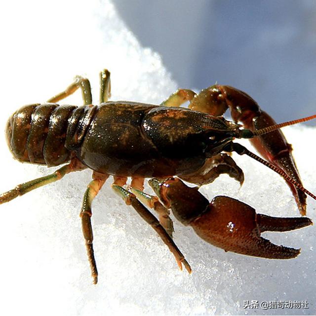 小龙虾和蝲蛄(也有叫蝲蝲蛄的)有什么不同?都是国外来的吗?