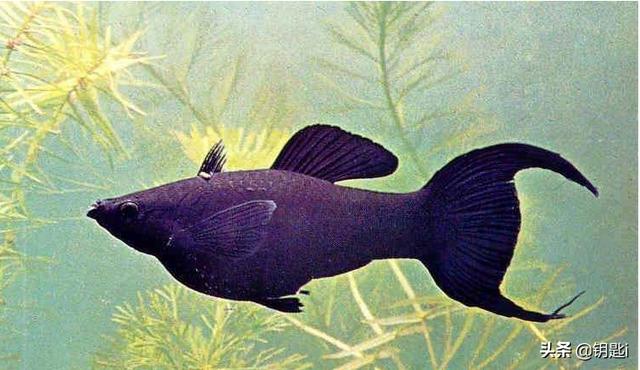水族繁殖:有什么繁殖快，好养的鱼吗？