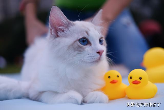 小猫吃了膨润土猫砂:留了5天的猫粮，2个猫沙盆，现在回不去了猫能撑多久？