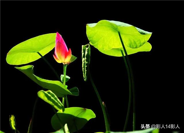 从古至今女人已经能够顶半边天了吗？现在国内为什么伪娘越来越多？
