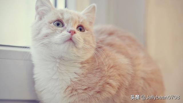 猫的特点:有多少跟我一样喜欢猫咪的，你喜欢猫咪什么特质？ 猫的特点描写