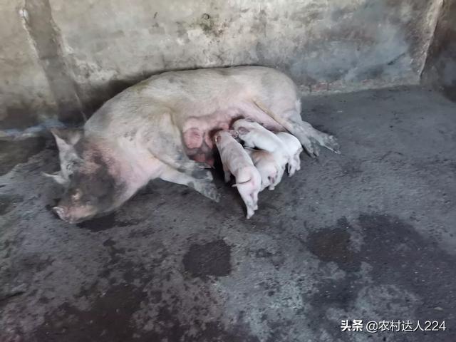 母猪产前预兆:母猪快要下猪仔不爱吃食喂红糖可以吗？