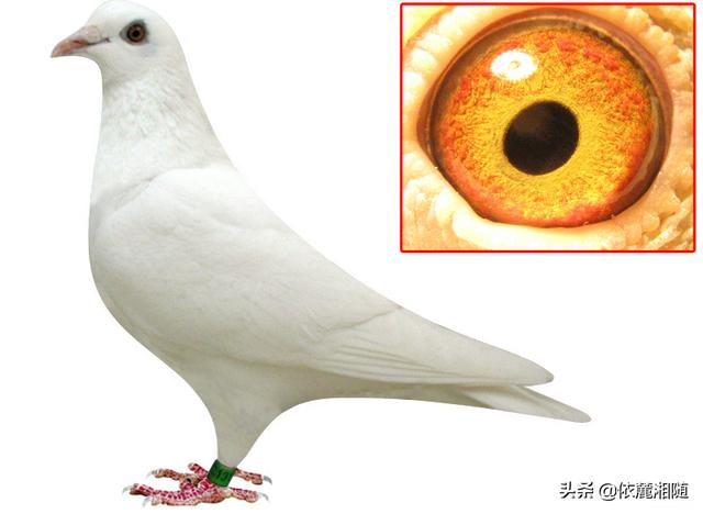 朵拉小游戏小狗种美丽鲜花:小游戏朵拉救狗 如果你抓住了一只白鸽特别喜欢，你是放飞还是把它关起来？