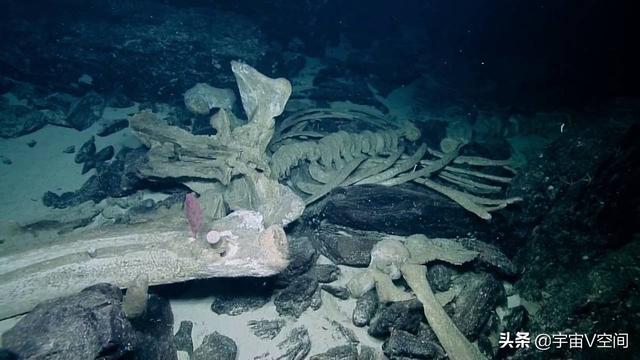 巨鲸落万物生是什么意思