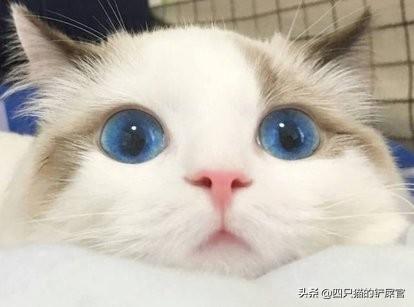 布偶:布偶猫价格 网友们，请问有谁养过布偶吗？真的很乖？好养吗？